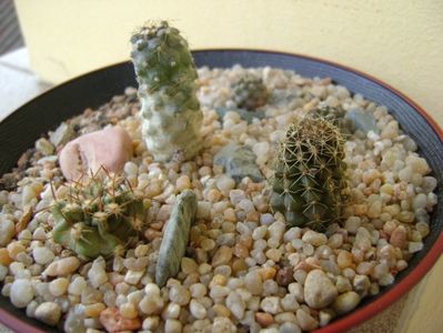 Grup de 5 cactusi; Copiapoa minima, Totoral Bajo, Ch.
Copiapoa humilis ssp. tenuissima
Copiapoa fiedleriana
Copiapoa minima
Eriosyce aurata
