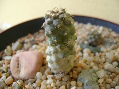 Copiapoa minima