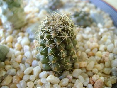 Copiapoa minima, Totoral Bajo, Ch.