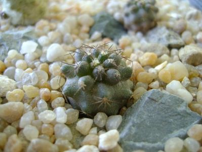 Copiapoa humilis ssp. tenuissima