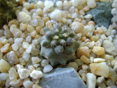 Copiapoa humilis ssp. tenuissima