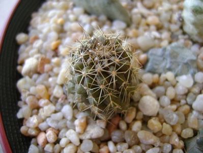 Copiapoa minima, Totoral Bajo, Ch.