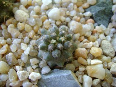 Copiapoa humilis ssp. tenuissima