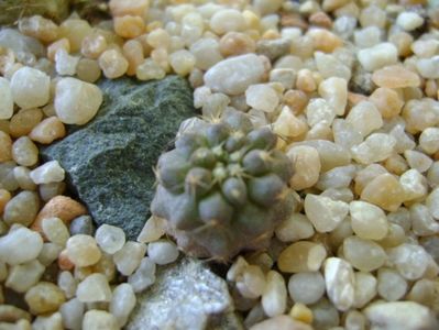 Copiapoa megarhiza (Copiapoa fiedleriana)