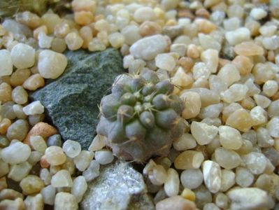 Copiapoa megarhiza (Copiapoa fiedleriana)