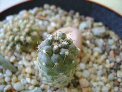 Copiapoa minima