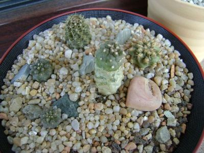 Grup de 5 cactusi; Copiapoa minima, Totoral Bajo, Ch.
Copiapoa humilis ssp. tenuissima
Copiapoa fiedleriana
Copiapoa minima
Eriosyce aurata
