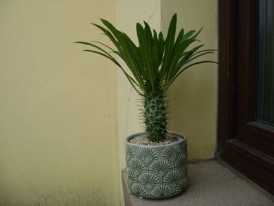 Pachypodium lamerei