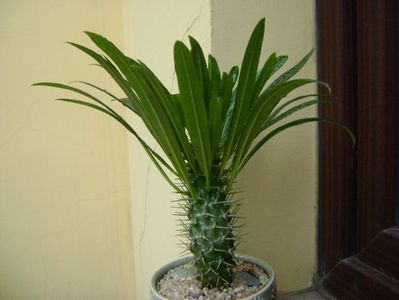 Pachypodium lamerei