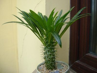 Pachypodium lamerei