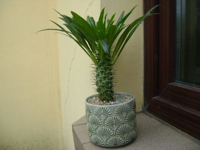 Pachypodium lamerei