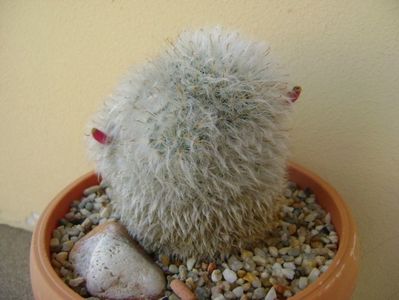 Mammillaria bocasana cv. multilanata