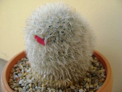 Mammillaria bocasana cv. multilanata