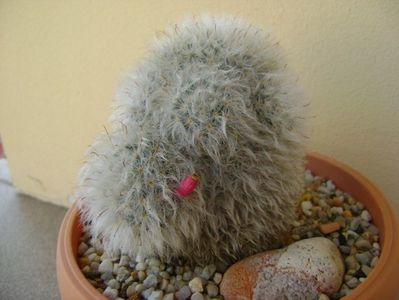 Mammillaria bocasana cv. multilanata