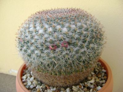 Mammillaria formosa ssp. chionocephala