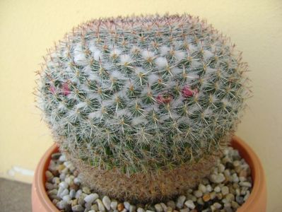 Mammillaria formosa ssp. chionocephala