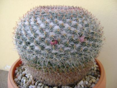 Mammillaria formosa ssp. chionocephala