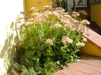 Sedum spectabile