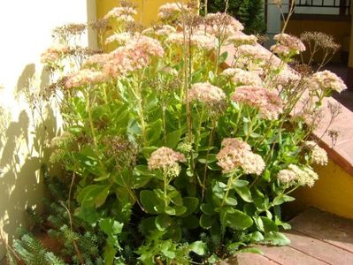 Sedum spectabile