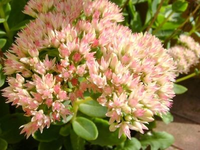 Sedum spectabile