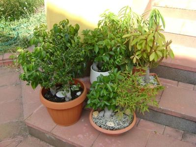 Diverse varietati de ficus