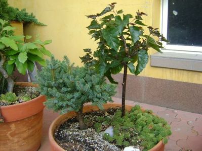 Mesteacan negru & Picea abies Little Gem (Molid pitic norvegian)