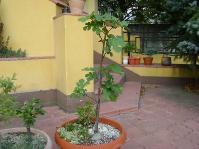 Ficus carica (Smochin) & Osmanthus heterophyllus