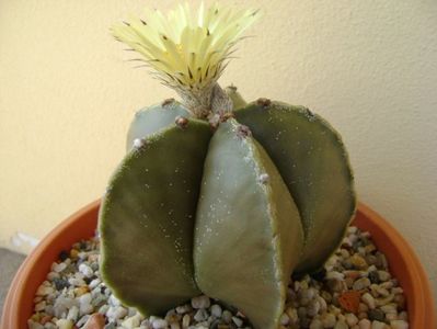 Astrophytum myriostigma