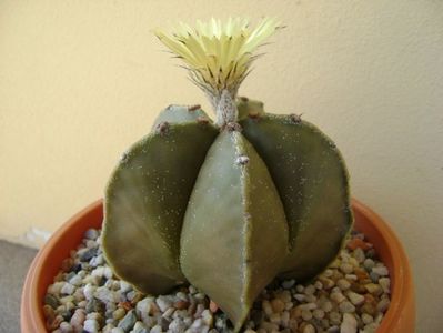 Astrophytum myriostigma