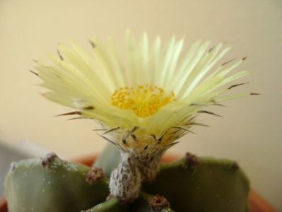 Astrophytum myriostigma