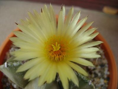 Astrophytum myriostigma