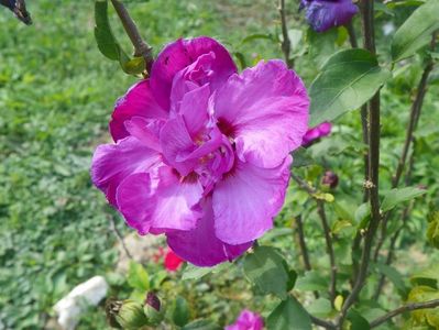 hibiscus syriacus Duc de Brabant