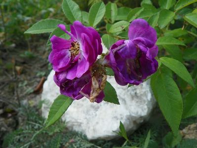 Purple Skyliner