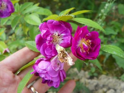 Purple Skyliner