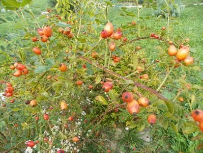 rosa canina