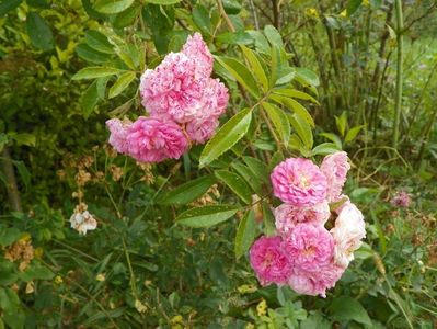 Pink Ghislaine de Feligonde