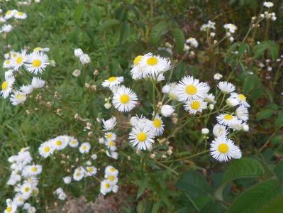 erigeron annuus