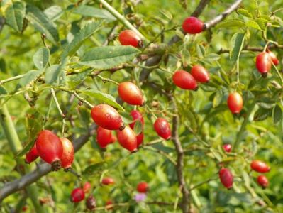 rosa canina