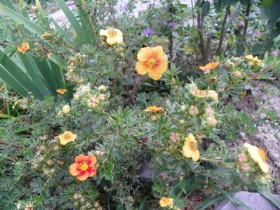 potentilla fruticosa Mango Tango