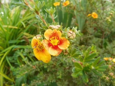 potentilla fruticosa Mango Tango