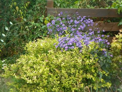 aster inalt si spiraea Gold Mound