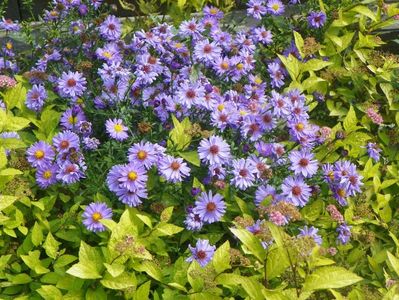 aster inalt