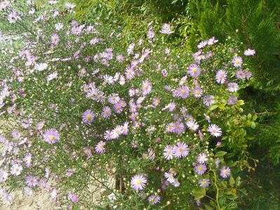 aster ericoides Esther