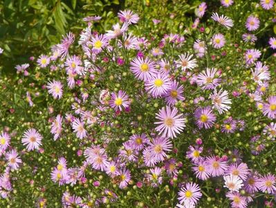 aster ericoides Esther