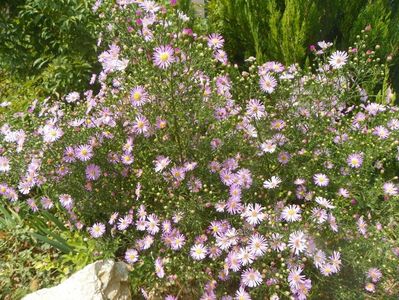 aster ericoides Esther