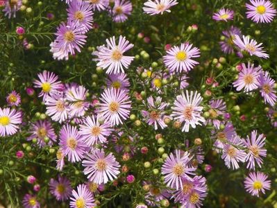 aster ericoides Esther