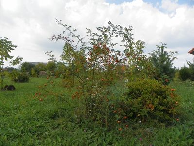 rosa canina