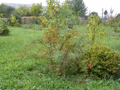 rosa canina