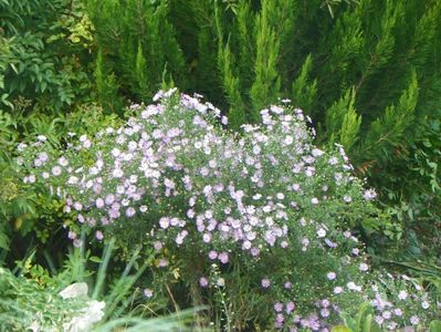 aster ericoides Esther