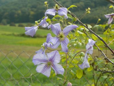 clematis Prince Charles